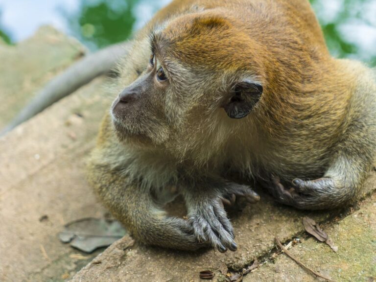 Pulau Dayang Bunting monkey