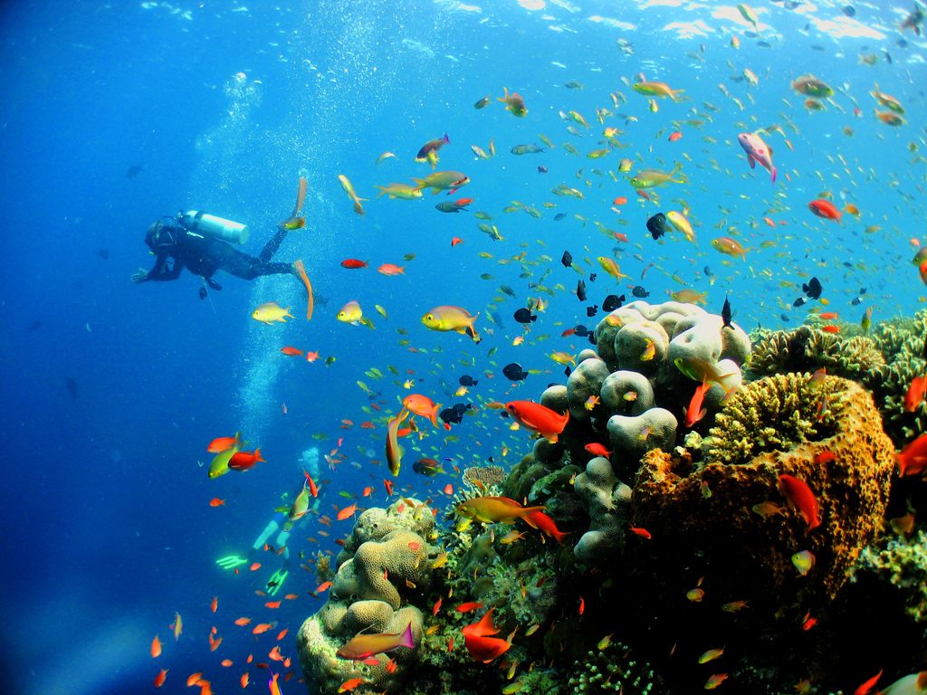 Pulau Segantang diving circa sail https://www.circasail.com/wp-content/uploads/2023/01/Pulau-Segantang-diving-circa-sail.jpg
