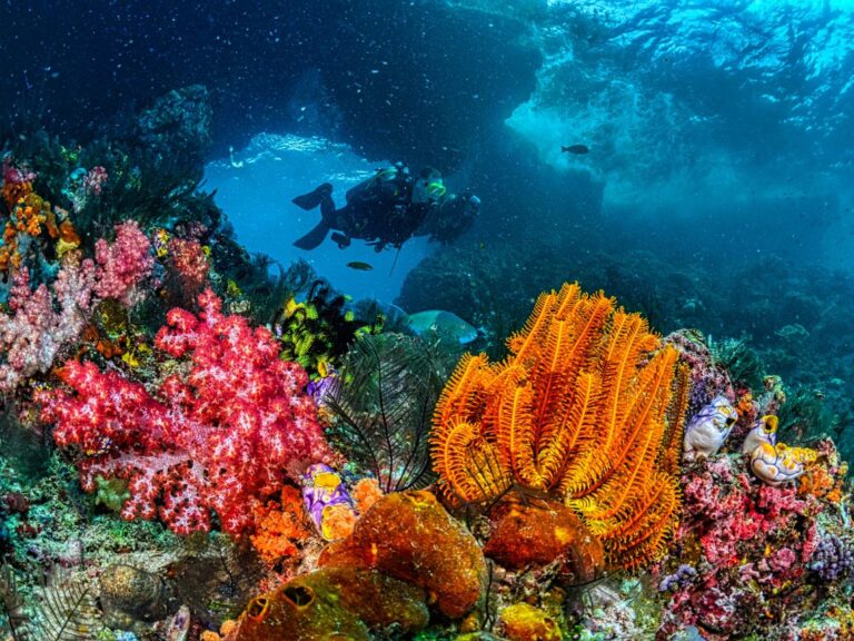 divers coral
