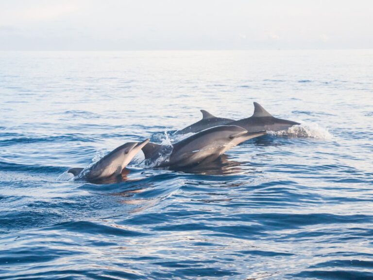 dolphins andaman islands