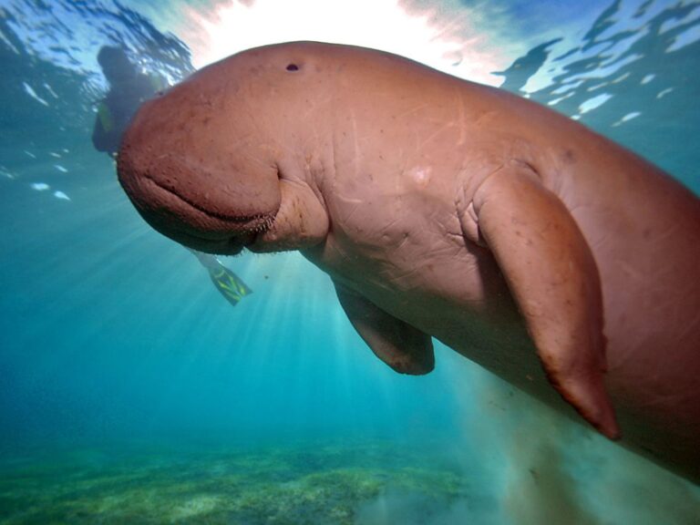 dugong andaman islands