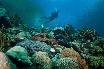 Malaysia_Palau_diving-380271-400x266 https://www.circasail.com/wp-content/uploads/2026/08/Malaysia_Palau_diving-380271-400x266-1.jpg