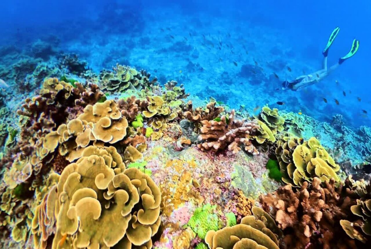 Phi Phi Island Guide: Top Things to Do On Land and Underwater